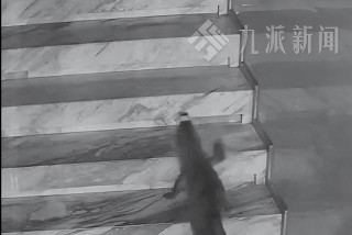 鳄鱼夜间爬出鱼缸4小时爬上2楼，负责人发声：是人工养殖鳄鱼，已将其拴在鱼缸附近