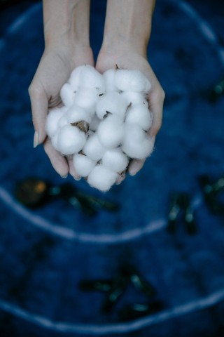 怎样区分不同黄豆品种的特点？这些品种的市场前景如何？