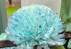 年产值超5000亿元！“鲜花经济”一路生花