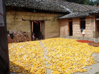 玉米在什么时候打缩？打缩对玉米期货有什么影响？