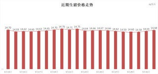 每日猪讯4.1