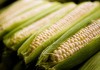 玉米手续费的金额如何确定？确定玉米手续费金额的依据是什么？