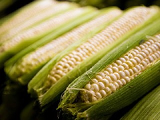 玉米手续费的金额如何确定？确定玉米手续费金额的依据是什么？
