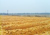 银川玉米的价格如何波动？这种波动反映了怎样的市场需求？