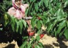 股票绿色标识代表什么含义？这种标识对投资者有何启示？