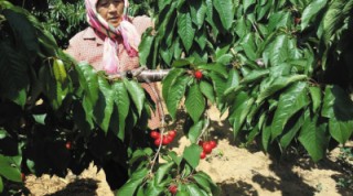 股票绿色标识代表什么含义？这种标识对投资者有何启示？