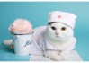 宠物带上客车的方法是什么？带宠物上客车有哪些规定？