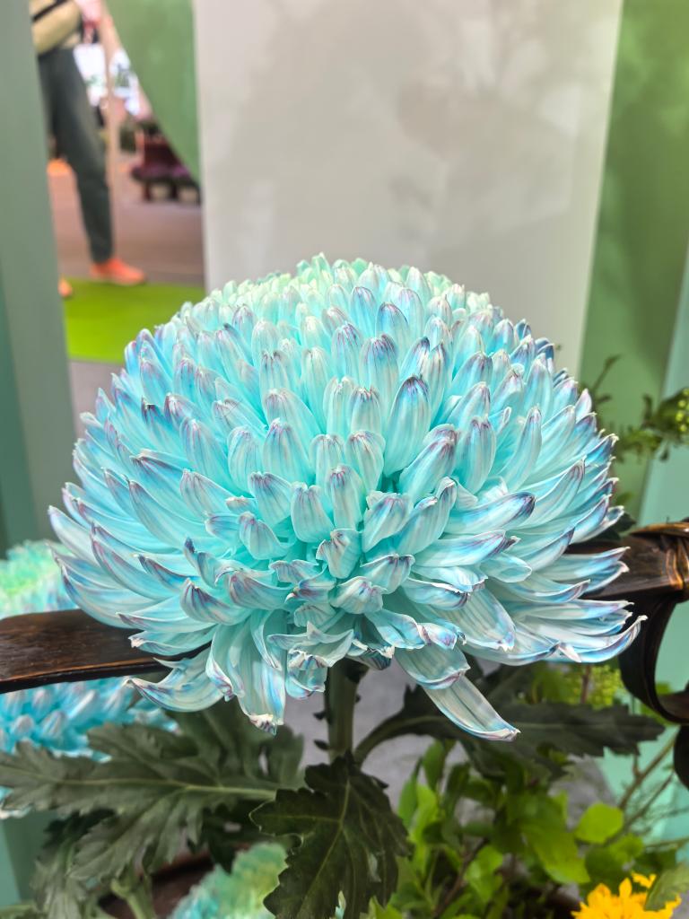 年产值超5000亿元！“鲜花经济”一路生花  第1张
