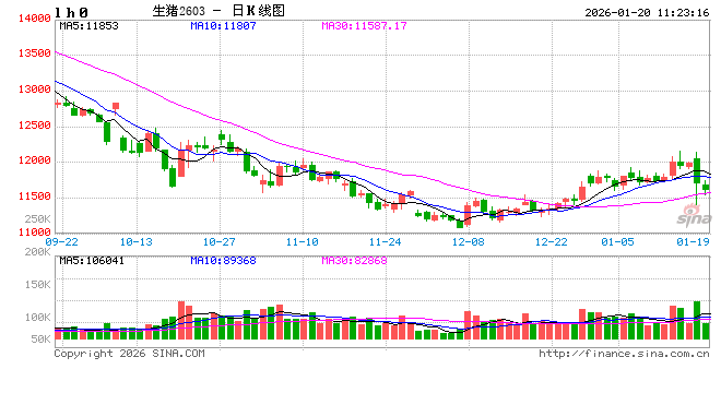 2025年四季度淘汰母猪：价格跟随肥猪震荡，抗跌属性成亮点  第2张