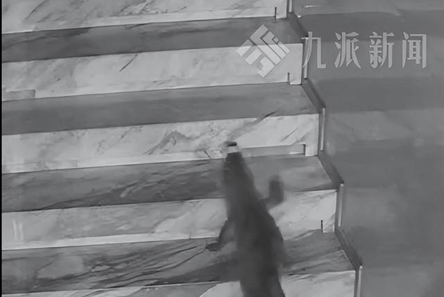 鳄鱼夜间爬出鱼缸4小时爬上2楼，负责人发声：是人工养殖鳄鱼，已将其拴在鱼缸附近  第2张