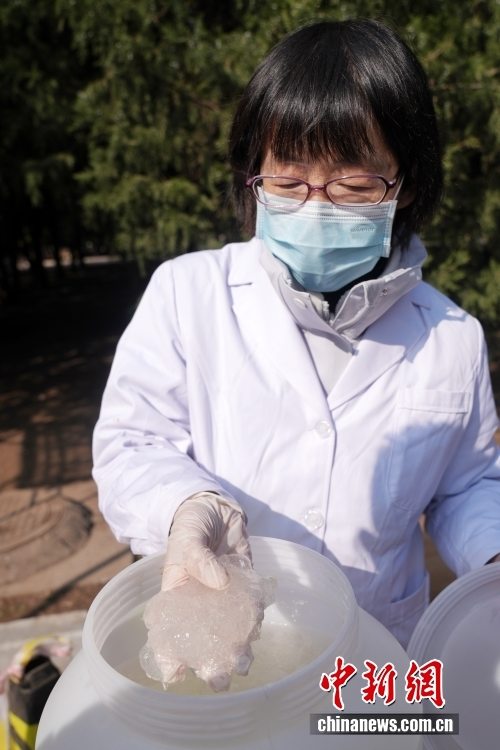 北京:多措并举治理致敏花粉 第4张 北京:多措并举治理致敏花粉 第4张