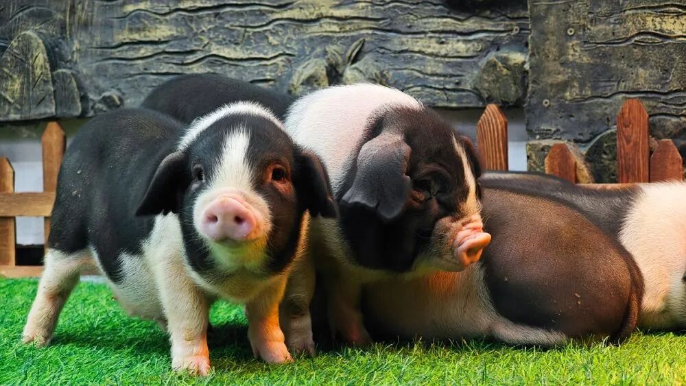 新华社调查:猪肉价格为何持续下跌? 第1张 新华社调查:猪肉价格为何持续下跌? 第1张