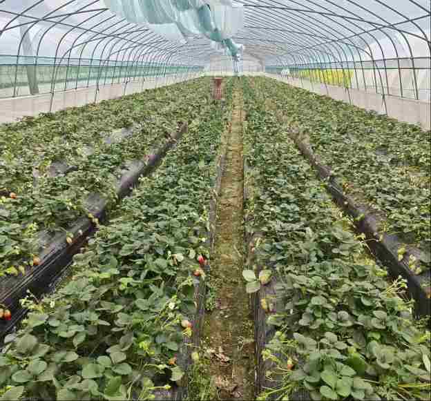 “数”说“莓”好 “贷”动甜头 ――稠州银行数字普惠浇灌乡村振兴“致富果”  第1张